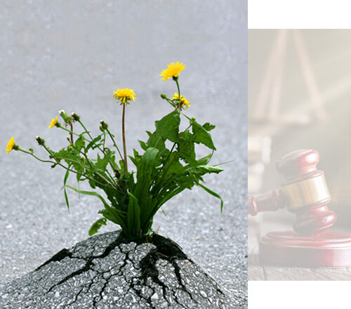 Lellos P. Demetriades Law Office LLC